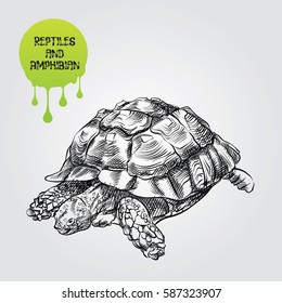 Turtle Hand Drawn Sketch Isolated On White Background And Green Blob With Drops Reptiles And Turtle Hand Drawn Sketch Isolated On White Background And Green Blob With Drops Reptiles And