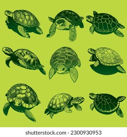 Turtle hand drawn sketch Vector illustration
