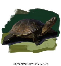 Turtle hand drawn vector colorful illustration 