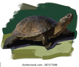  Turtle hand drawn vector colorful illustration 
