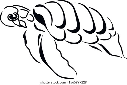 Turtle hand drawn vector isolated illustration on white background . Concept for print, logo, icon