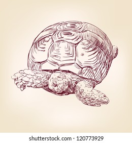 turtle hand drawn vector llustration realistic sketch