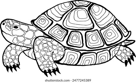 Turtle. Hand-drawn ink drawing. black and white vector illustration