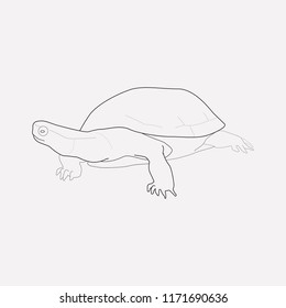 Turtle icon line element. Vector illustration of turtle icon line isolated on clean background for your web mobile app logo design.