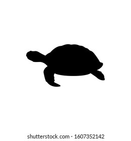 turtle icon, vector illustration of turtle