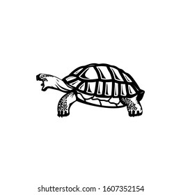 turtle icon, vector illustration of turtle