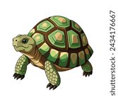 Turtle illustration on White Background