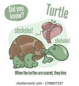 Turtle. Interesting facts about tortoise. Did you know? 