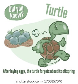 Turtle. Interesting facts about tortoise. Did you know? 