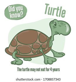 Turtle. Interesting facts about tortoise. Did you know? 