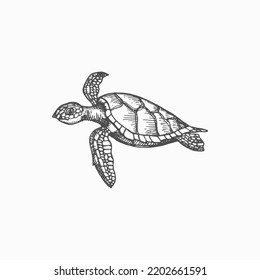 Turtle isolated Chelonia mydas endangered marine animal monochrome sketch icon. Vector sea tortoise with hard shell, amphibian mascot. Underwater character, aquatic reptile, wildlife aquatic creature