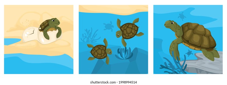 Turtle life cycle design concept with set of square compositions with turtle and fishes in aquarium vector illustration