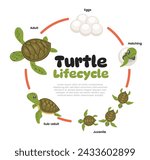 Turtle life cycle evolution. Cartoon caterpillar insects metamorphosis stages eggs, hatching, juvenile, and adult tortoise wildlife growing transformation, biology education poster for kid.