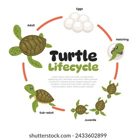 In: Turtle life cycle evolution. Cartoon Raupen Insekten Metamorphose Stadien Eier, Schlüpfe, juvenile und erwachsene Schildkröten Wildtier wachsende Transformation, Biologie Bildung Poster für Kind.