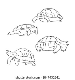 turtle line art coloring book illustration. turtle animal vector sketch illustration