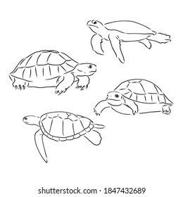 Turtle Line Art Coloring Book Illustration Stock Vector (Royalty Free ...