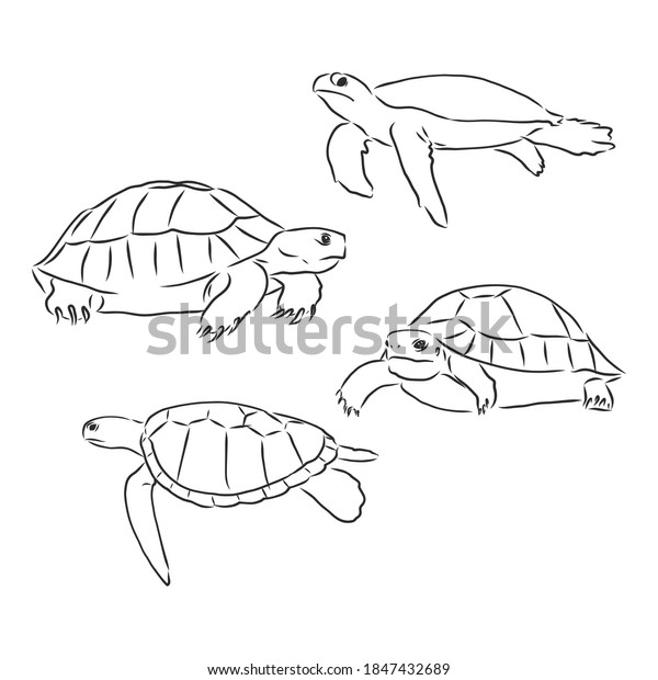 Turtle Line Art Coloring Book Illustration Stock Vector (Royalty Free) 1847432689 | Shutterstock