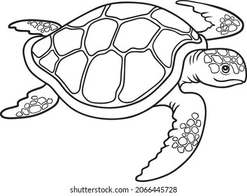 Turtle  line vector illustration isolated on white background