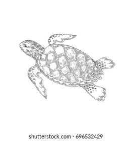 Turtle. Marine animal. Vector sketch. Drawn by hand.
