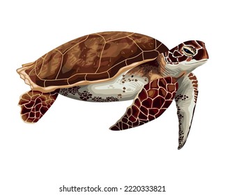 turtle marine life animal icon