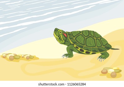 Turtle on the sandy shore. Vector