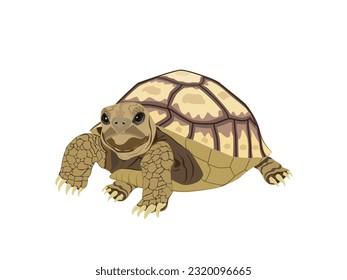 Turtle on a white background.