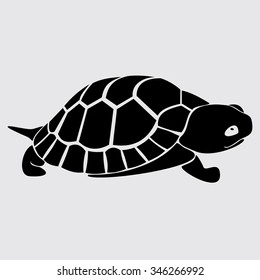 Turtle on white background. Vector