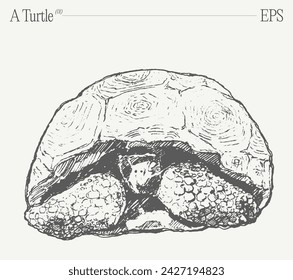 A turtle with open shell. Hand drawn vector illustration, sketch.