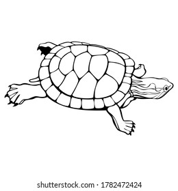 Turtle outline Art Animal reptile