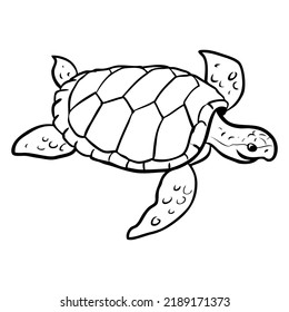 1,537 Tortoise Top View Images, Stock Photos & Vectors | Shutterstock