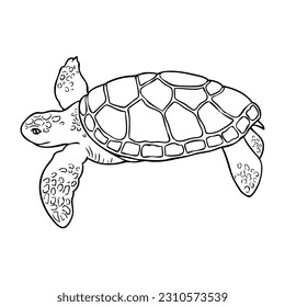 ilustración del vector de contorno de tortuga, aislada en fondo blanco, vista superior