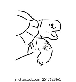 turtle in outlines - vector illustration. Asian land turtle, vector