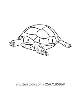 turtle in outlines - vector illustration. Asian land turtle, vector