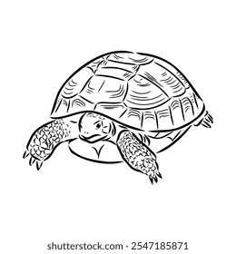 turtle in outlines - vector illustration. Asian land turtle, vector