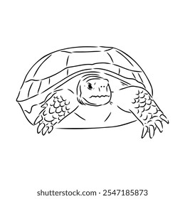 turtle in outlines - vector illustration. Asian land turtle, vector