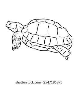 turtle in outlines - vector illustration. Asian land turtle, vector
