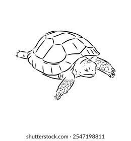 turtle in outlines - vector illustration. Asian land turtle, vector