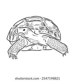 Tortuga en contornos - Ilustración vectorial. Tortuga terrestre asiática, Vector