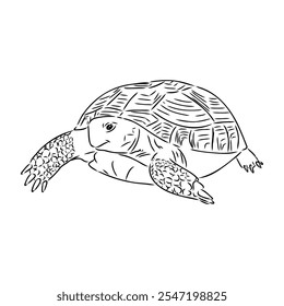 turtle in outlines - vector illustration. Asian land turtle, vector