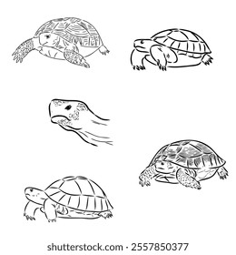 turtle in outlines - vector illustration. Asian land turtle, vector
