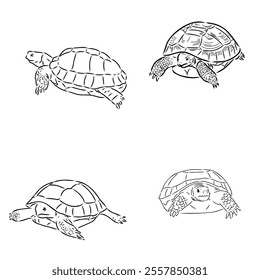 turtle in outlines - vector illustration. Asian land turtle, vector