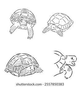 turtle in outlines - vector illustration. Asian land turtle, vector