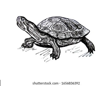 Turtle. Pond slider. Line drawing. Black and white vector illustration