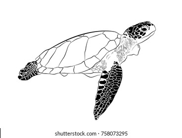 turtle sea animal swimming