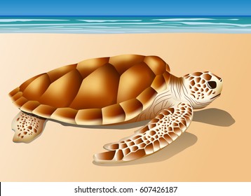 turtle and sea beach graphic vector