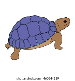 turtle sea icon cartoon design abstract illustration animal