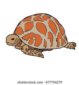 turtle sea icon cartoon design abstract illustration animal