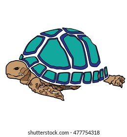 turtle sea icon cartoon design abstract illustration animal