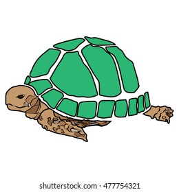 turtle sea icon cartoon design abstract illustration animal