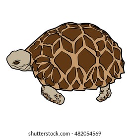 turtle sea icon cartoon design abstract illustration animal